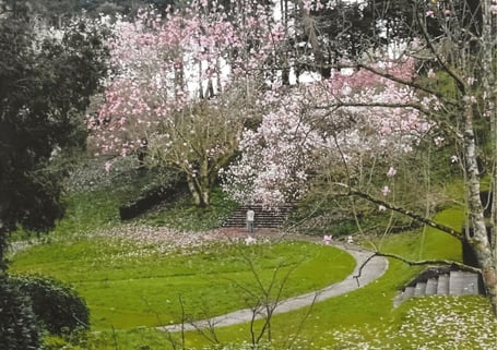 James Miller - Magnolias at Dartington Hall