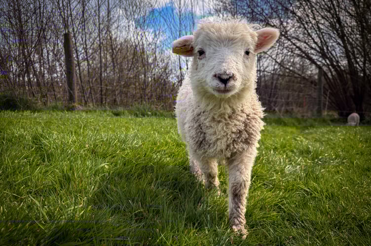 A White Face Dartmoor lamb near North Tawton.
