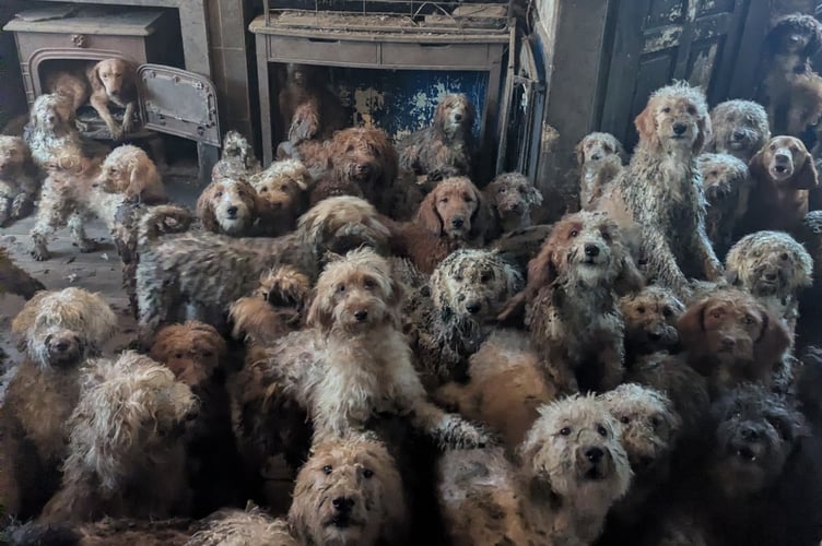 The RSPCA rescued more than 250 poodle-crosses from a single property. The animal charity took in 87 of the dogs with the rest placed in Dogs Trust centres.
