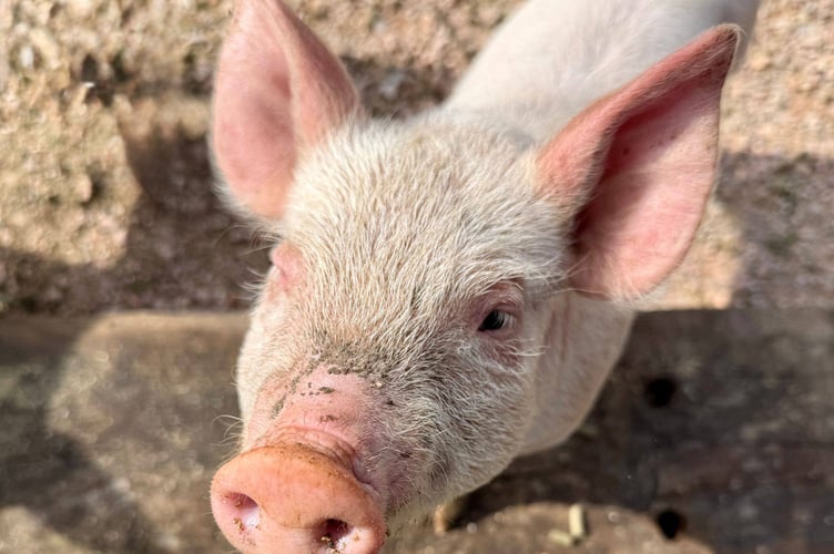 Totnes Rare Breeds Farm piglet.