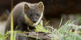 Pine martens thrive in the South West