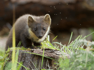 Pine martens thrive in the South West