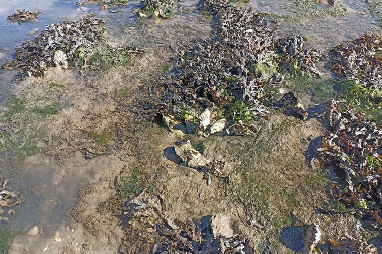 Close-up of clumped Pacific oysters with attached seaweeds
