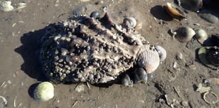 Managing invasive species in UK estuaries