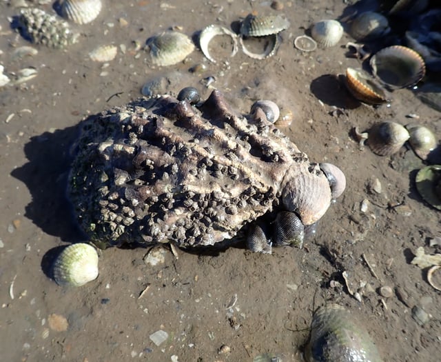 Managing invasive species in UK estuaries