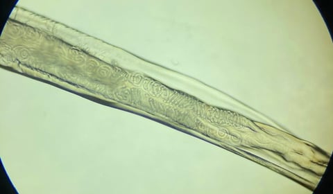 Tails from South Moor by Vet Alice Crilly | A Sight for Sore Eyes