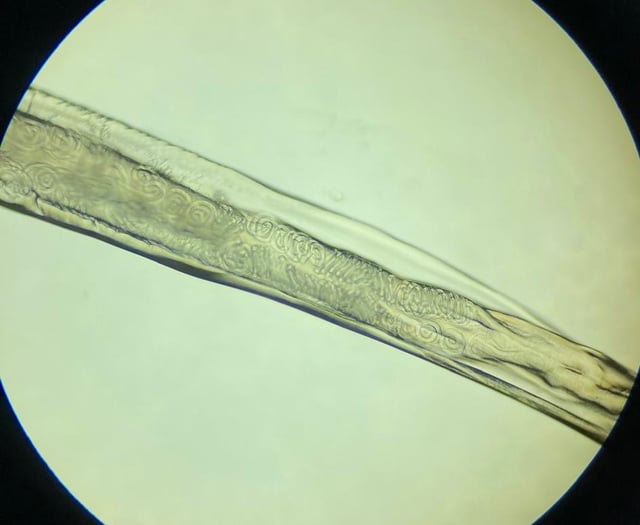 Tails from South Moor by Vet Alice Crilly | A Sight for Sore Eyes