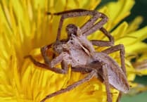 Explore nature's wonders at Kingsbridge Garden