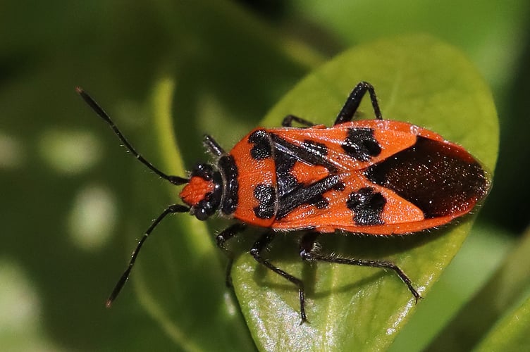 Cinnamon Bug by James Clark