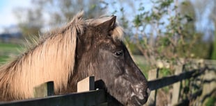 Icelandic Horses thrive at Mare and Foal Sanctuary