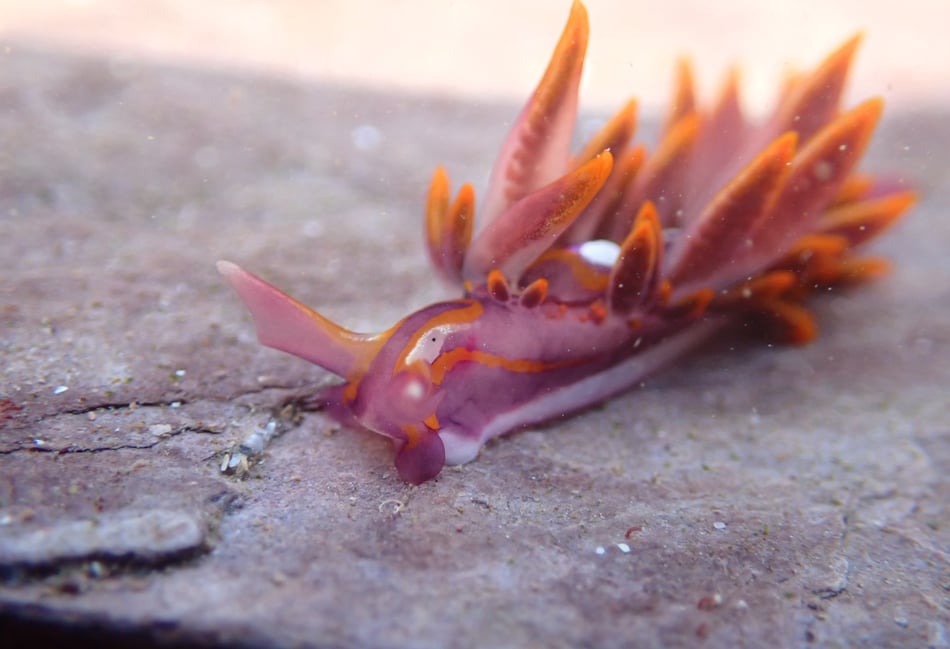 Rare fire-tipped sea slug spotted in Wembury signals climate change