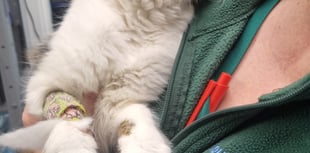 From Surgery to Sofa: Cat Neutering Explained