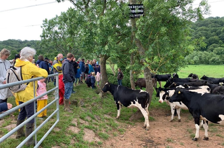 Up close and personal with cows.