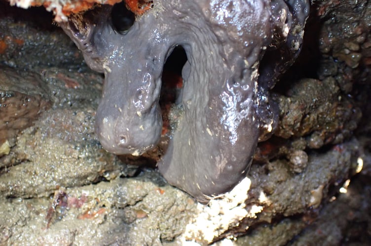 Elephant hide sponge  - Nigel Mortimer 