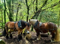 Dartmoor's dynamic landscapes festival: Moor Understanding coming soon