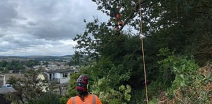 Skill, experience and strong relationships with C&H Tree Surgery