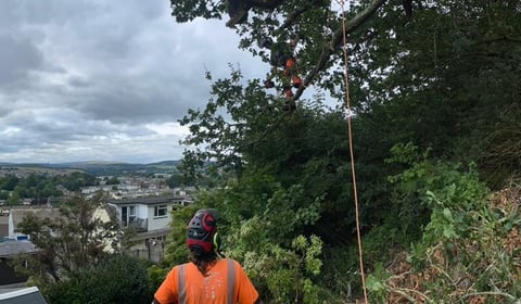Skill, experience and strong relationships with C&H Tree Surgery