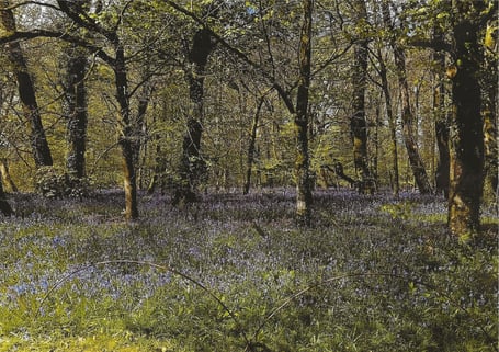 Blue Bell wood by James Miller