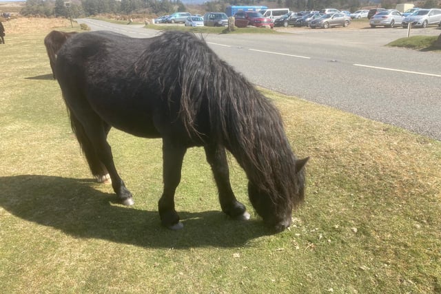 Rangers tackle fly-tipping and carrot throwing