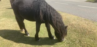 Rangers tackle fly-tipping and carrot throwing