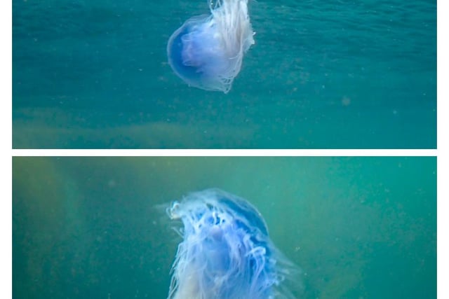 Blue jellyfish spotted at Wembury as plankton season begins