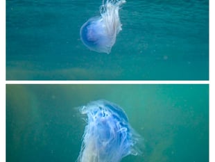 Blue jellyfish spotted at Wembury as plankton season begins