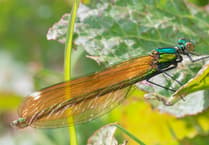 Early butterflies emerge in mild, wet winter