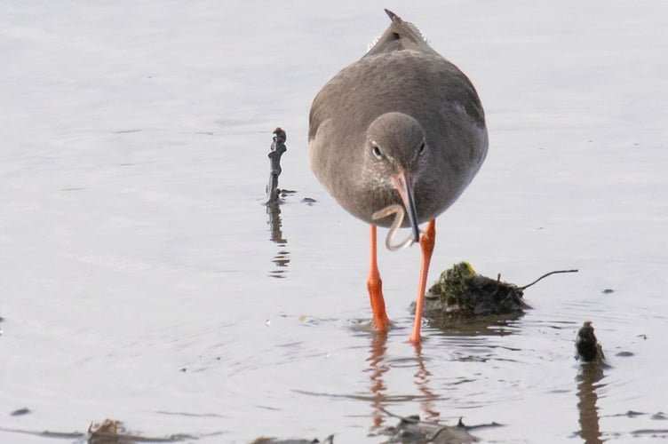 Redshank with elver - By Geoff Foale