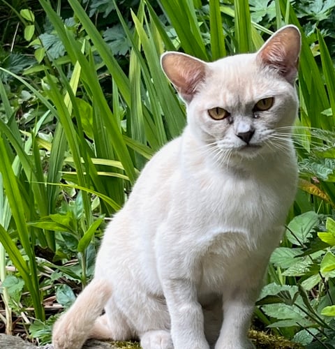 Maya the beautiful Burmese Kitten - South Moor Vets
