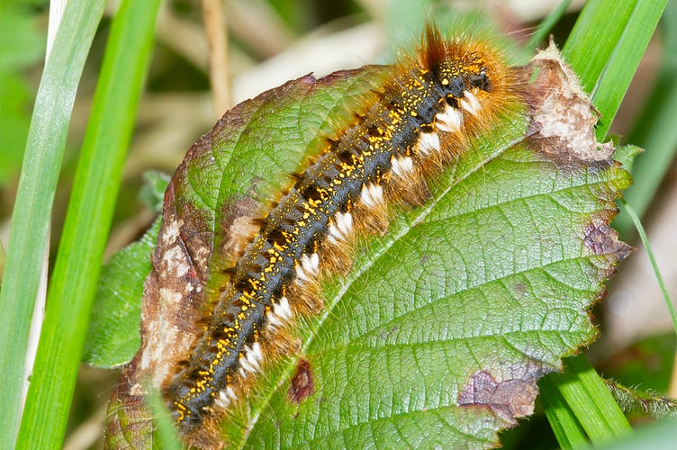 Drinker Moth - Euthrix potatoria 26-04-26 (Geoff Foale) )