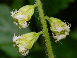 Nature Diary by Geoff Foale | Overlooked Countryside Beauty