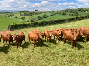 Historic farms looks to modern future
