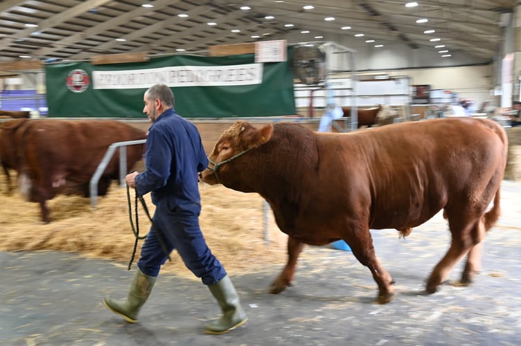 Devon County Show preview. One of the 500 head of cattle exhibiting at the show enters the cattle hall at the start of the three day show