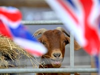 It's showtime - gates open for the 2026 Devon County Show