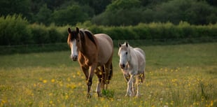 Devon charity seeks volunteer drivers to support rescued horses