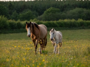 Devon charity seeks volunteer drivers to support rescued horses