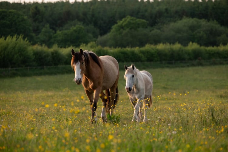 A mare and foal