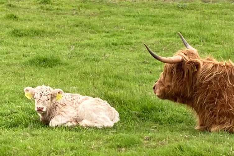 Cattle on Dartmoor