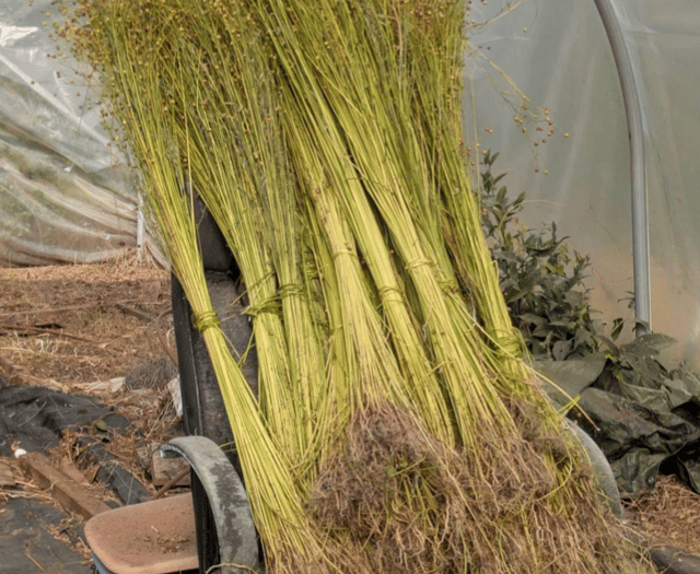 Devon Grows Flax project receives £116k grant 