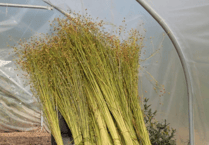 Reviving Devon's flax heritage with £116k boost