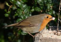Nature Diary by Geoff Foale | Should we feed garden birds?