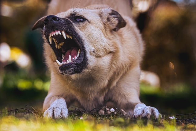 More than 350 suspected banned dogs seized by police