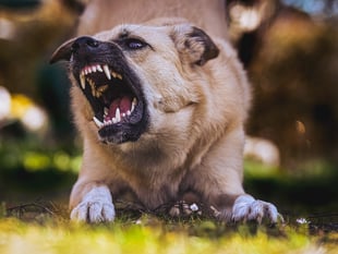 More than 350 suspected banned dogs seized by police