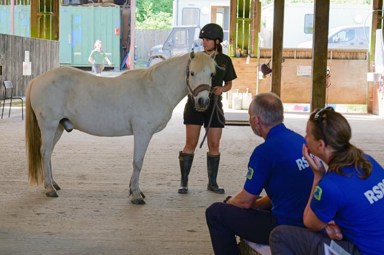 Welfare teams take part in practical training with the Sanctuary