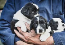 South Hams District Council seek public response to proposed Animal Licensing Policy