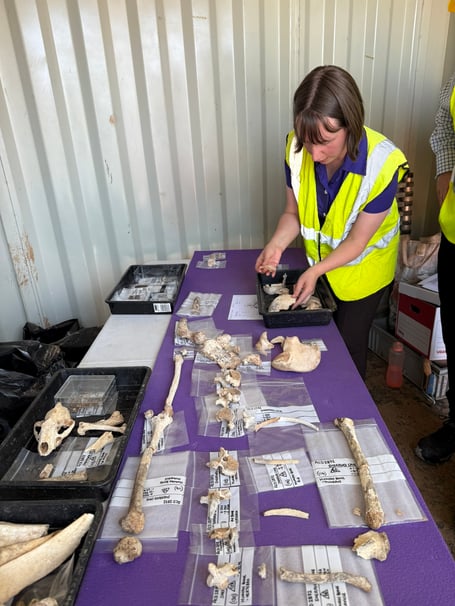 Neolithic remains -  AC Archaeology