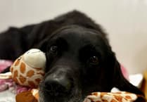 Labrador's Lucky Escape from Seagrass Blockage