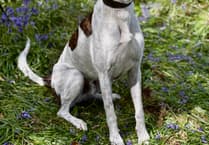 Can you help these big dogs find forever homes?