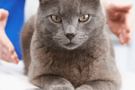 Dart Vale Veterinary Group