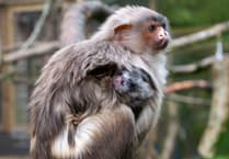 New Black-Tailed Marmoset boosts zoo’s conservation efforts